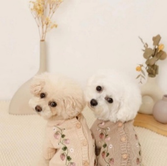 Two dogs wearing sweaters sitting on a bed
AI-generated content may be incorrect.
